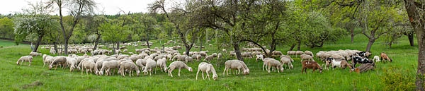 096811 Schafherde, Merino Schafe