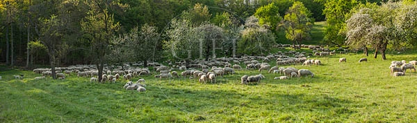 096812 Schafherde, Merino Schafe