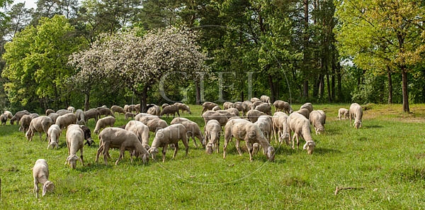 096813 Schafherde, Merino Schafe