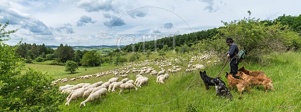 096814 Schafherde, Merino Schafe