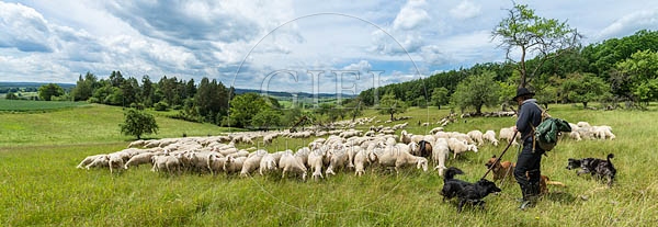 096815 Schafherde, Merino Schafe