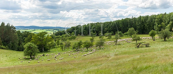 096816 Schafherde, Merino Schafe