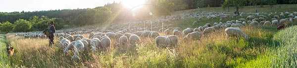 096817 Schafherde, Merino Schafe