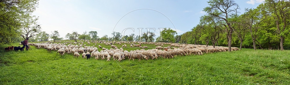 096820 Schafherde, Merino Schafe