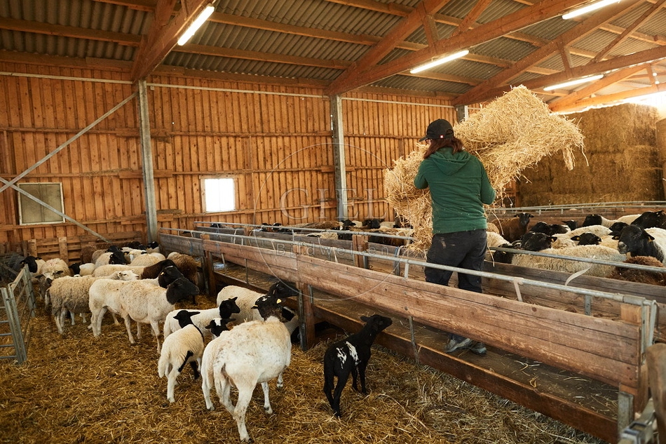 097767 Schäferin im Stall mit Schafen