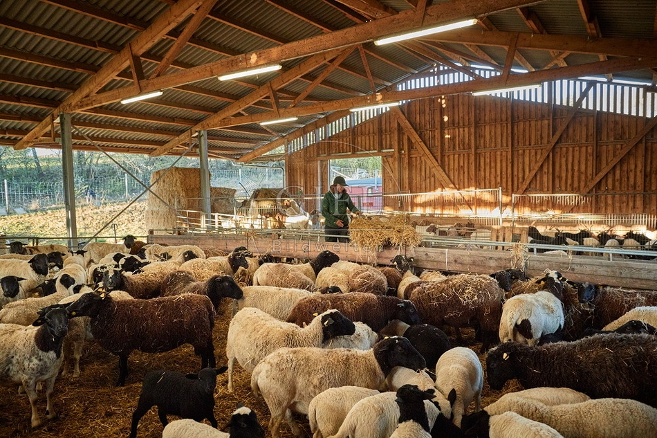 097768 Schäferin im Stall mit Schafen