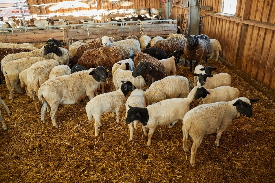 097769 Dorperschafe im Schafstall