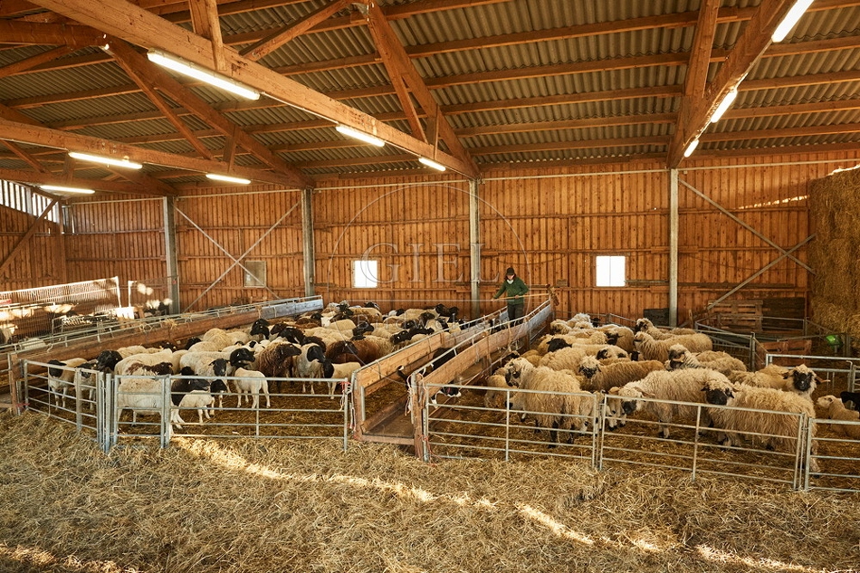 097770 Schäferin im Stall mit Schafen
