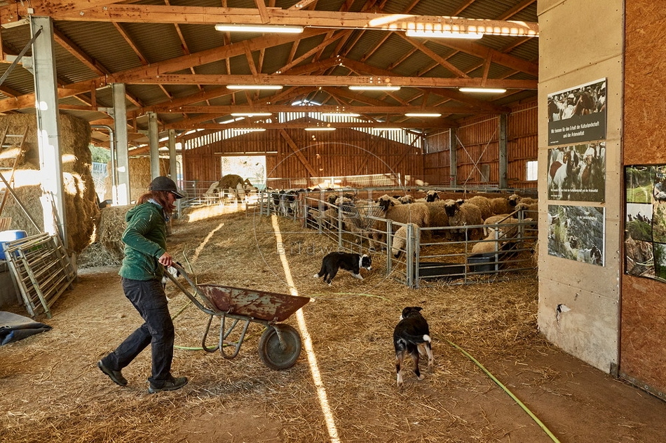 097771 Schäferin im Stall mit Schafen