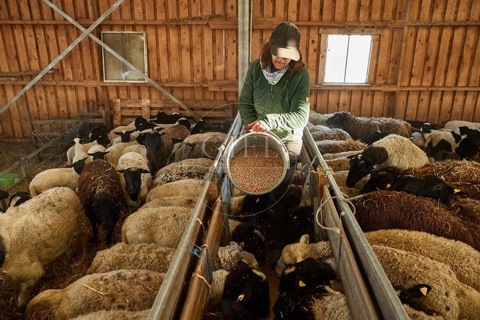 097775 Schäferin füttert Schafe im Stall