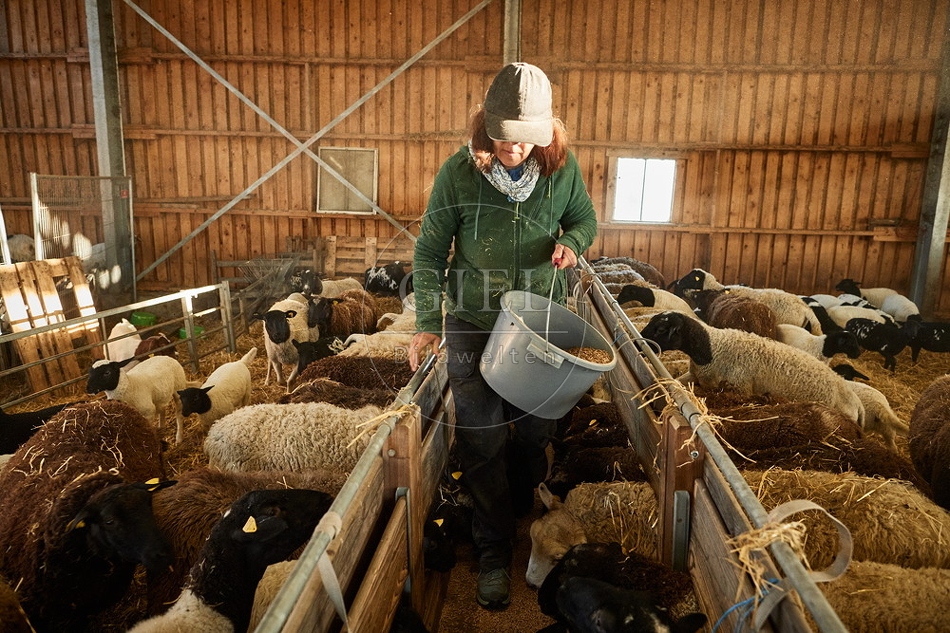 097777 Schäferin füttert Schafe im Stall
