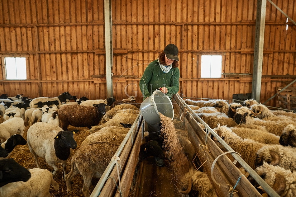 097778 Schäferin füttert Schafe im Stall