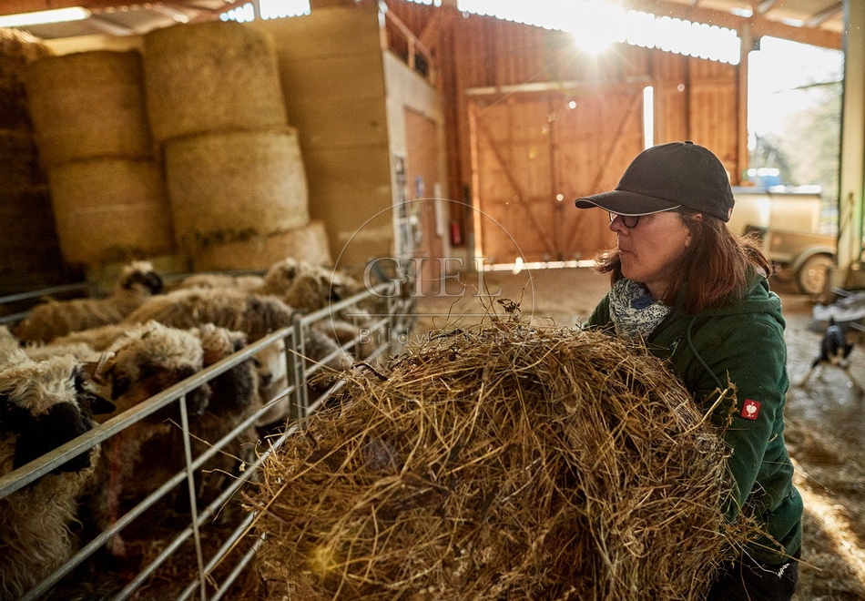 097781 Schäferin bei der Stallarbeit im Schafstall