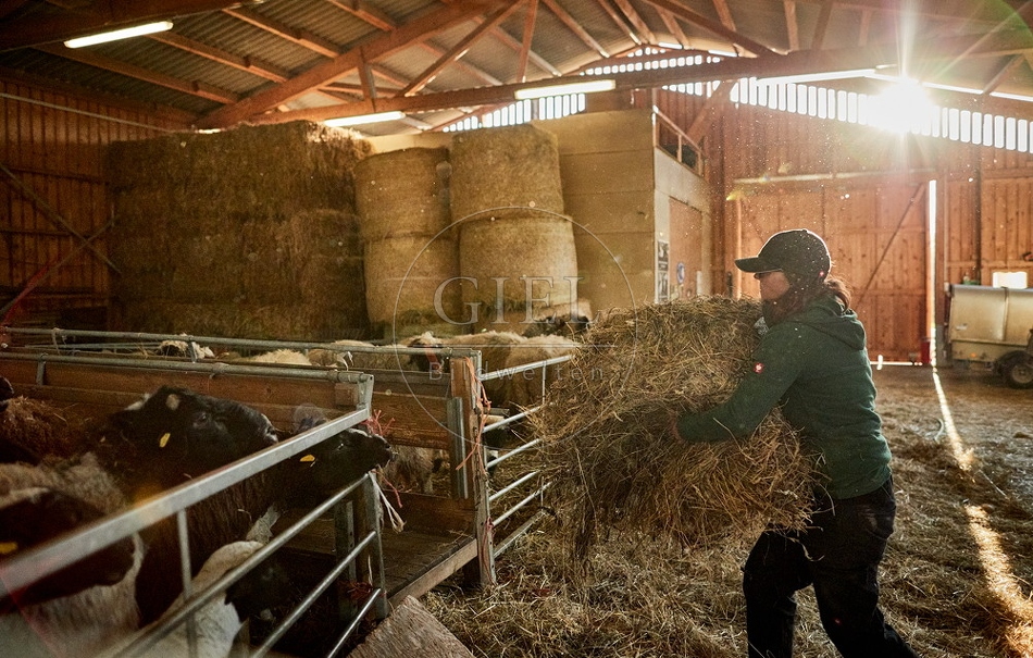 097782 Schäferin bei der Stallarbeit im Schafstall