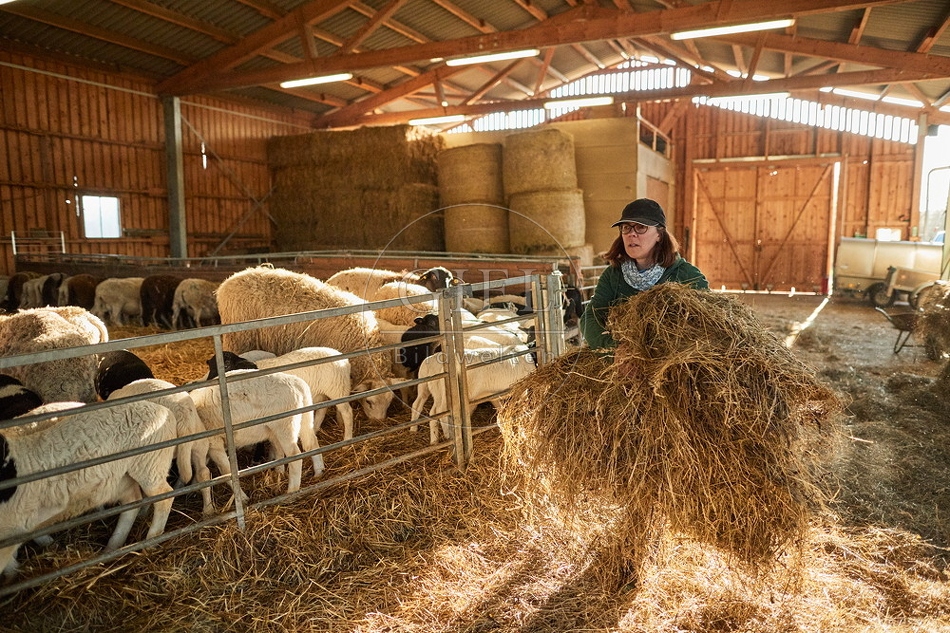 097783 Schäferin bei der Stallarbeit im Schafstall