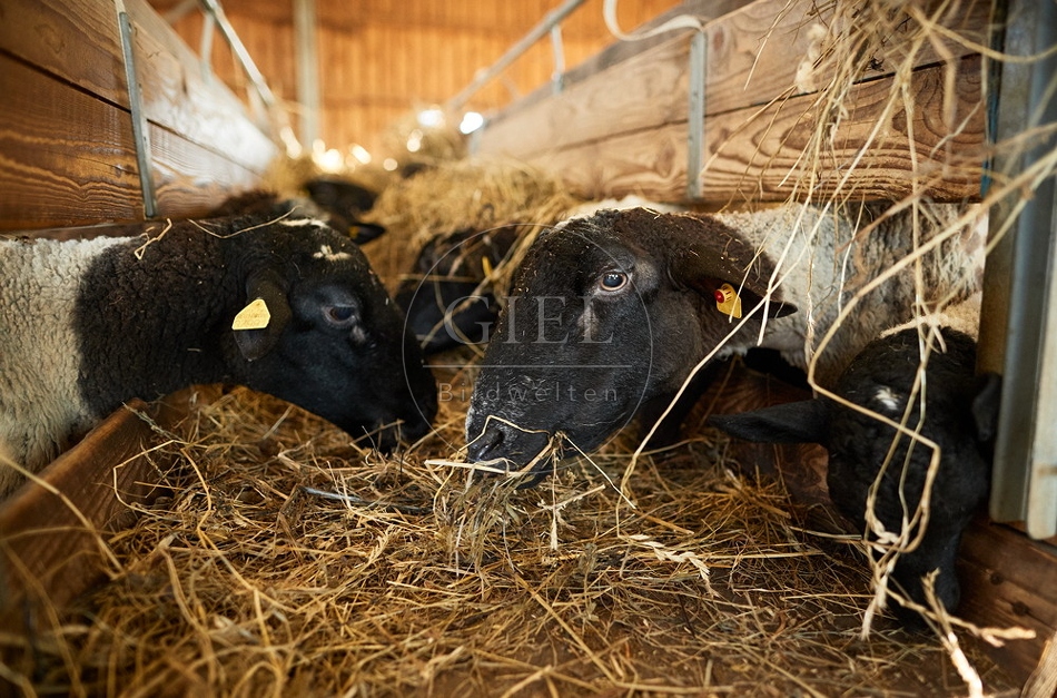 097784 Dorperschafe fressen Heu