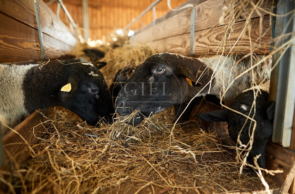 097785 Dorperschafe fressen Heu