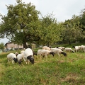 100262 Dorperschafe auf Streuobstwiese
