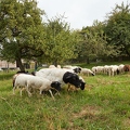 100263 Dorperschafe auf Streuobstwiese