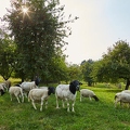 100282 Dorperschafe auf einer Streuobstwiese