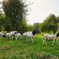 100283 Dorperschafe auf einer Streuobstwiese