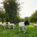100284 Dorperschafe auf einer Streuobstwiese