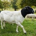 100285 Dorperschaf