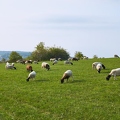 100350 Dorperschafe, Schafherde