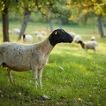 100366 Dorperschafe auf Streuobstwiese