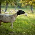 100367 Dorperschafe auf Streuobstwiese