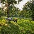 100370 Dorperschafe auf Streuobstwiese
