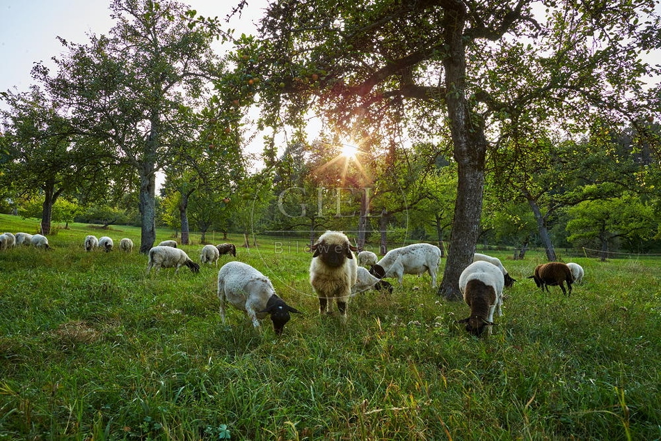 100376 Dorperschafe und Walliser Schwarnasenschaf auf Streuobstwiese