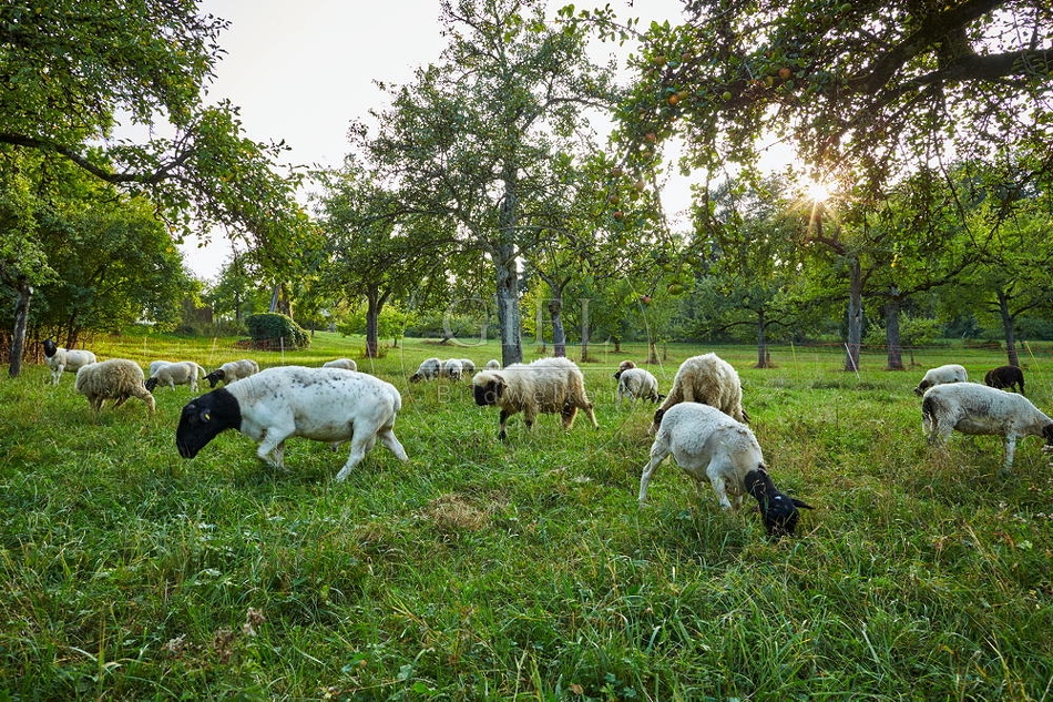 100377 Dorperschafe und Walliser Schwarnasenschaf auf Streuobstwiese