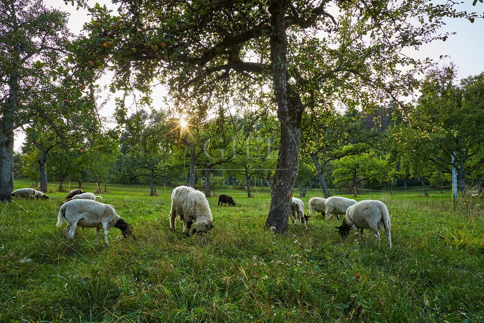 100382 Dorperschafe und Walliser Schwarnasenschaf auf Streuobstwiese