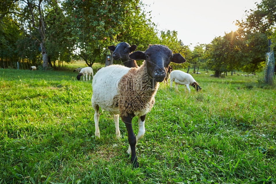 100384 Dorperschaf auf Streuobstwiese