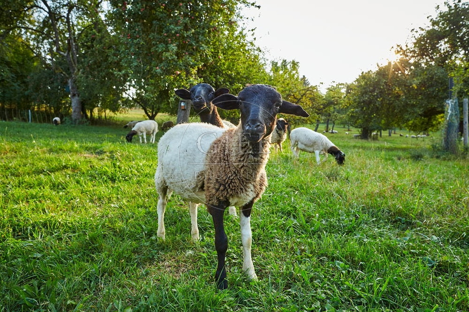 100385 Dorperschaf auf Streuobstwiese