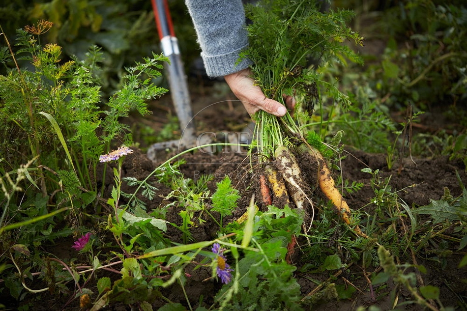 100661 Frau arbeitet im Garten, Krotten ernten