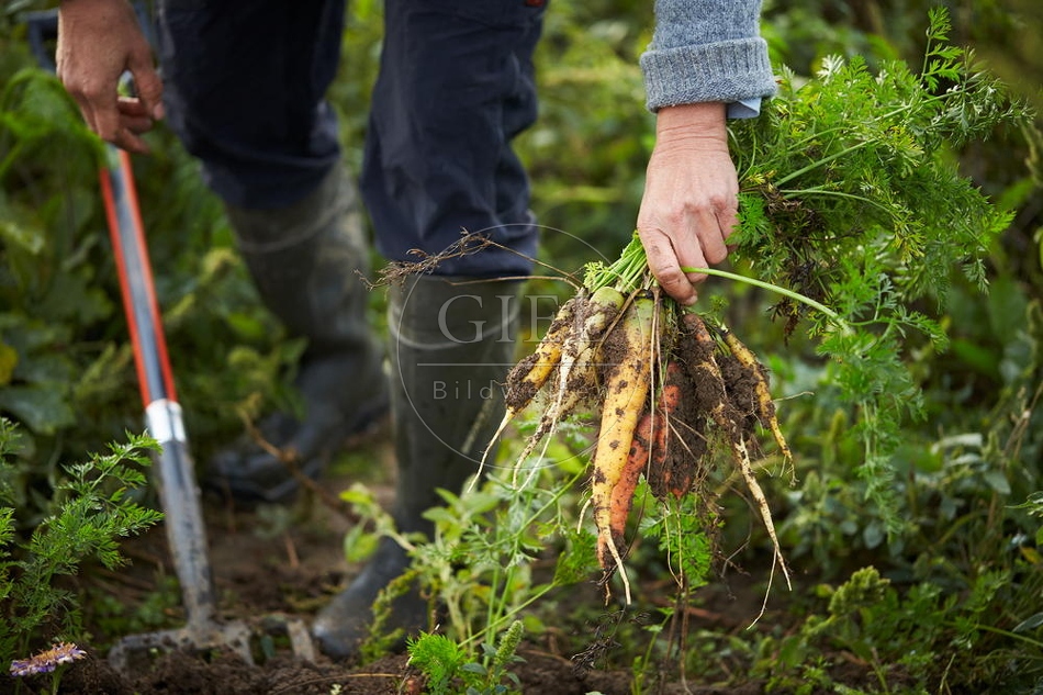 100662 Frau arbeitet im Garten, Krotten ernten