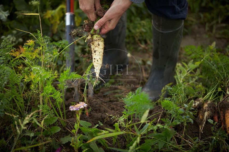 100663 Frau arbeitet im Garten, Krotten ernten