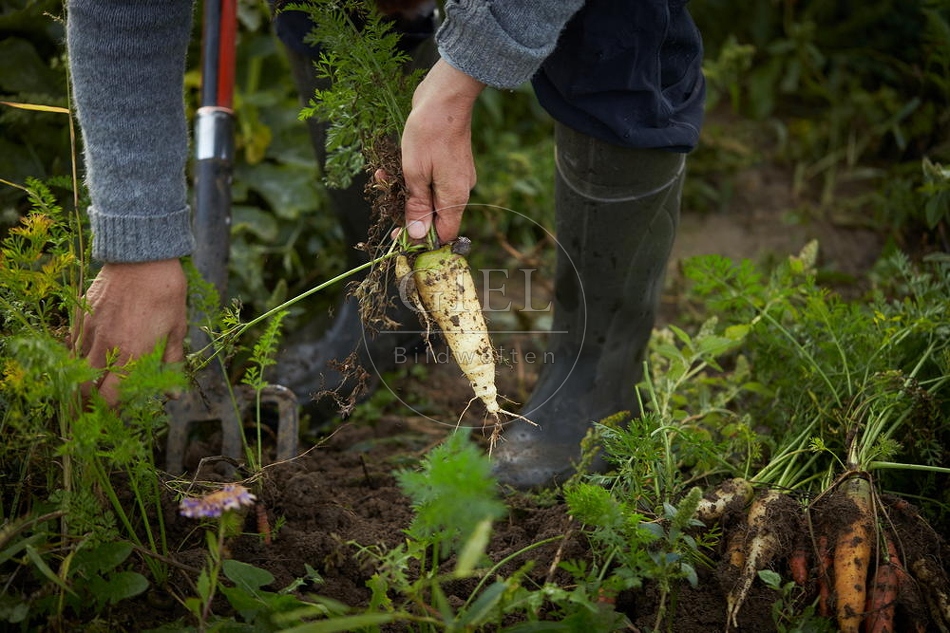 100664 Frau arbeitet im Garten, Krotten ernten