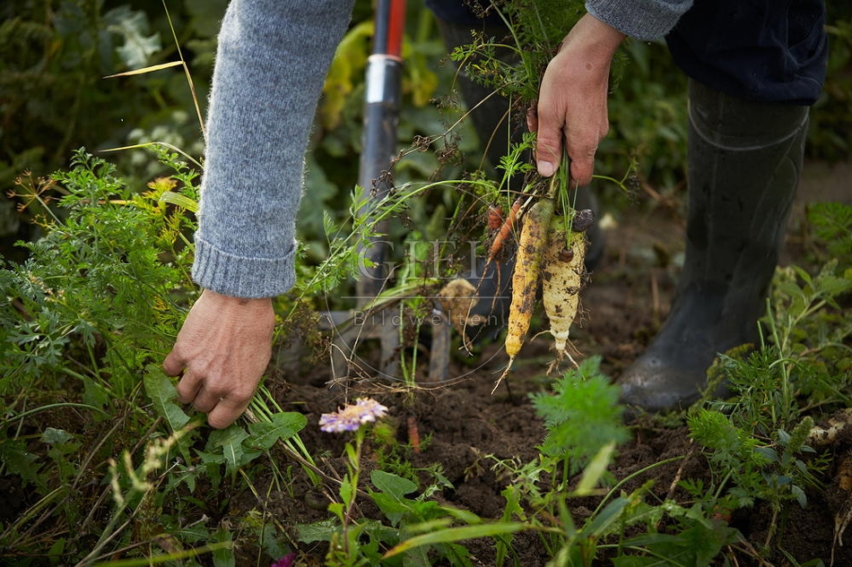 100665 Frau arbeitet im Garten, Krotten ernten