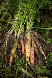 100666 Geerntete Karotten