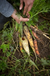 100667 Geerntete Karotten