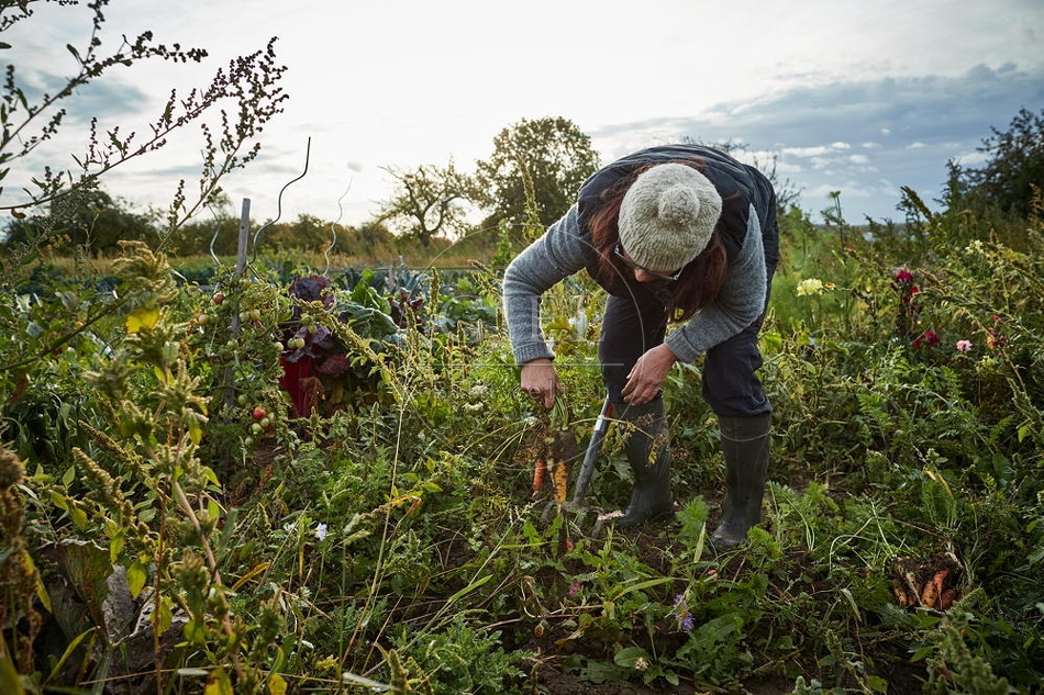 100668 Frau arbeitet im Garten, Krotten ernten