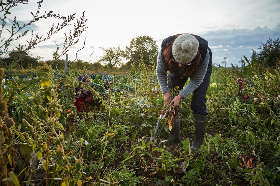 100669 Frau arbeitet im Garten, Krotten ernten