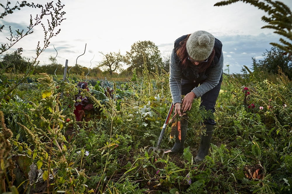 100670 Frau arbeitet im Garten, Krotten ernten
