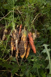 100671 Geerntete Karotten