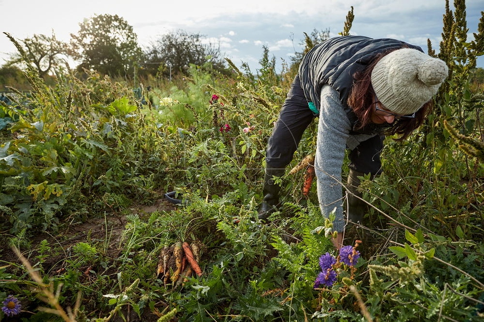 100672 Frau arbeitet im Garten, Krotten ernten