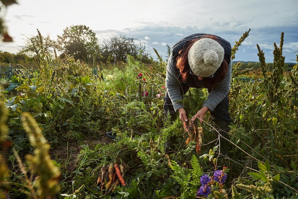 100673 Frau arbeitet im Garten, Krotten ernten