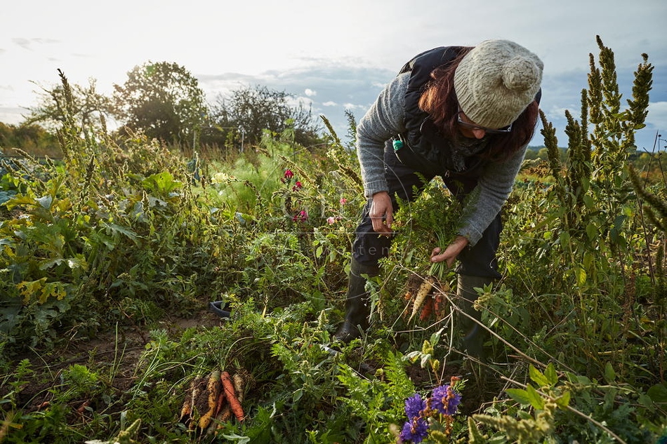 100674 Frau arbeitet im Garten, Krotten ernten